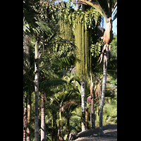 San Diego, Balboa Park, Spreckels Organ Pavilion (Freiluftorgel), Palmen