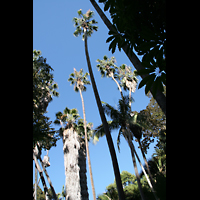 San Diego, Balboa Park, Spreckels Organ Pavilion (Freiluftorgel), Palmen