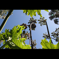 San Diego, Balboa Park, Spreckels Organ Pavilion (Freiluftorgel), Pflanzen