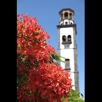 Santa Cruz de Tenerife (Teneriffa), Nuestra Seora de la Concepcin, Turm und blhende Bume auf dem Plaza de La Iglesia