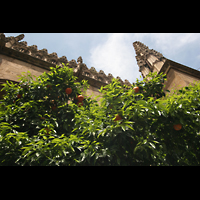 Granada, Catedral, Organgenbume neben der Kathedrale